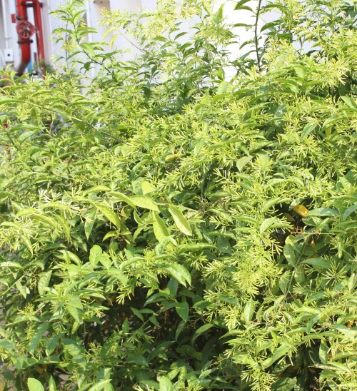 澳专家警告: 致命剧毒植物正入侵后院, 千万小心! 可致肝脑损伤