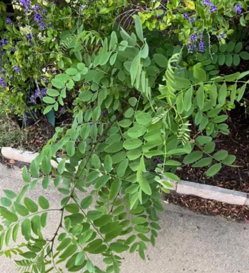小心! 有毒植物入侵澳洲后院! 可致人瘫痪, 毁掉房子! 轻易除不掉