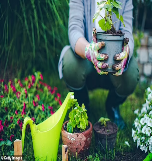 澳华人注意! 这个家家几乎都有的东西有病菌, Bunnings热销! 已导致多人死亡