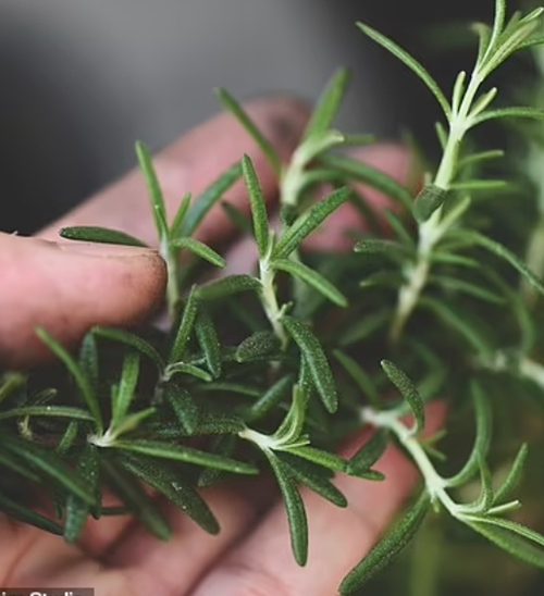 重磅突破! 澳洲人常用的这款调料, 竟能逆转老年痴呆! 恢复记忆