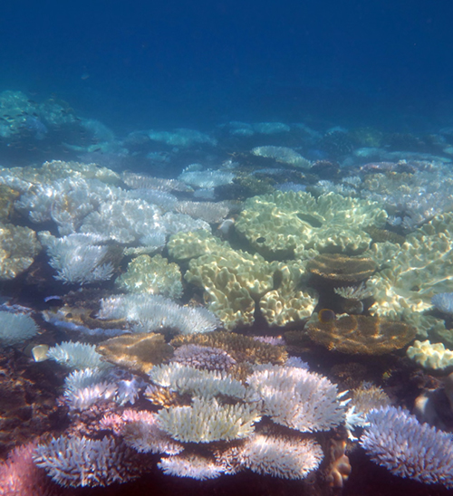 澳洲最引以为傲的东西, 正在消失! 39年最严重损失! 全球第四次危机, 83国沦陷…