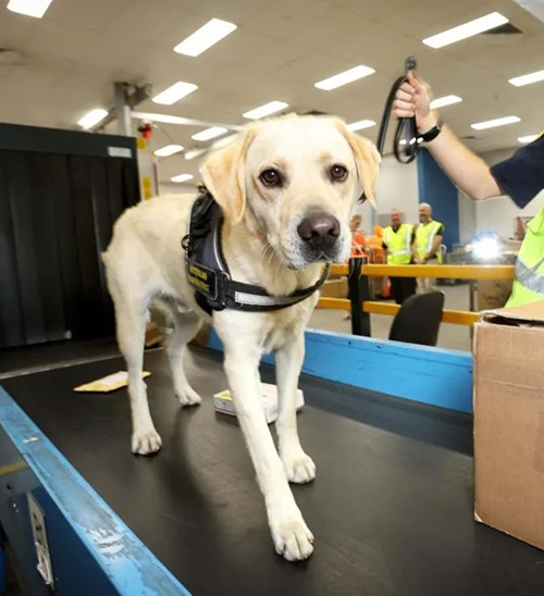 最近, 澳洲海关添新员工, 增加严查力度! 大批华人入境被开箱