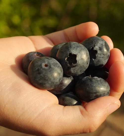 突发! 澳洲官方警告: 不要吃蓝莓! 彻查超市