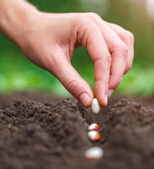 想在澳洲种菜, 就选这几种! 全年可种, 两周就能发芽, 还能免费领种子!
